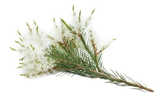 Keramin contiene aceite esencial de árbol de té.